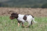 EPAGNEUL BRETON 527